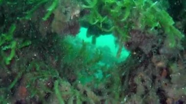 Yeni Zelanda Okyanusu sualtı manzarası.