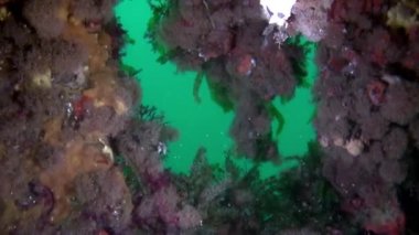 Yeni Zelanda Okyanusu sualtı manzarası.