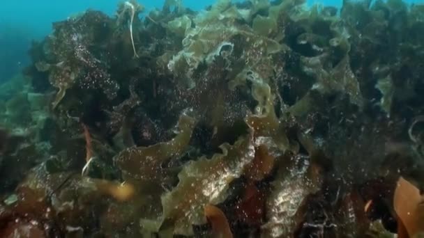 Подводный морской пейзаж Северного Ледовитого океана. — стоковое видео