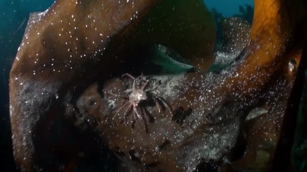 A Jeges-tenger víz alatti tájképe. — Stock videók