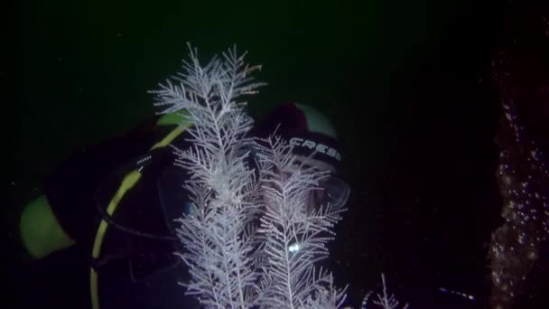 Paisaje marino submarino del océano de Nueva Zelanda. — Vídeo de stock