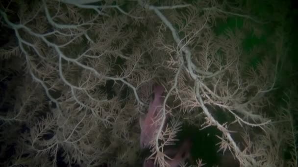 Pemandangan laut bawah laut Samudra Selandia Baru. — Stok Video
