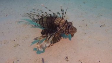 Resif Kızıldeniz'de Akrep balığı Akrep Fishe gece