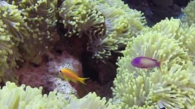 Resif üzerinde Deniz Anemone Turuncu Palyaço balık swimmig.