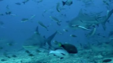 Tonga 'nın sualtı okyanusuyla köpekbalığı dalışı.
