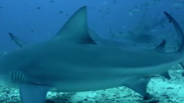 Carcharhinus leucas 'ı Pasifik Okyanusu' nun sualtı vahşi yaşamında besleyen köpekbalıkları..