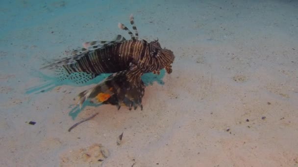 Scorpionfishe Scorpion Fishe éjszaka a zátony Vörös-tenger — Stock videók