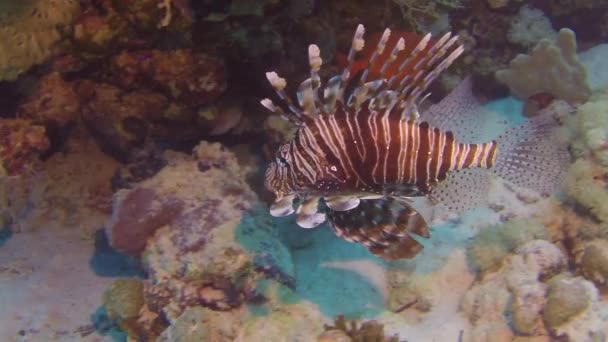 Scorpionfishe Scorpion Malam Fishe di karang Laut Merah — Stok Video