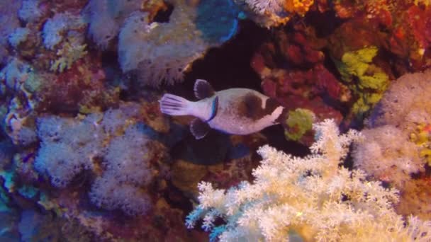 School of fish in underwater in French Polynesia. — Stock Video