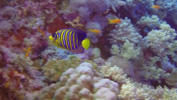 Okounků na korálový útes při hledání potravy. — Stock video