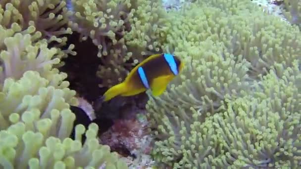 Plavec Oranžský klaun v Sea Anemone na útesu. — Stock video