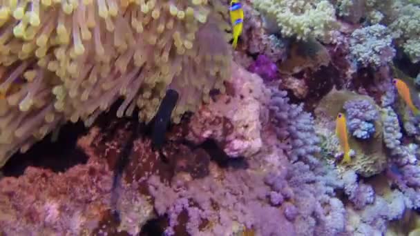 Poisson clown orange nageant dans l'anémone de mer la nuit . — Video