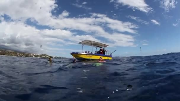 Mergulhadores perto de bezerro baleia jubarte subaquática no Oceano Pacífico. — Vídeo de Stock