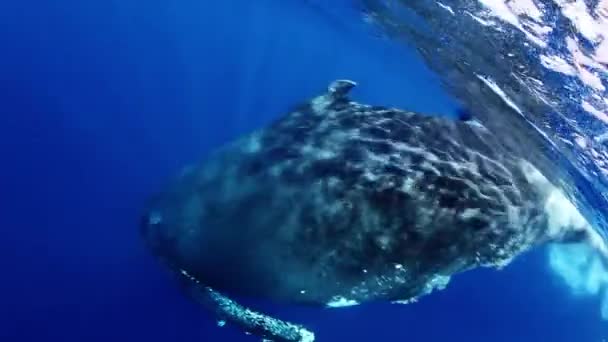 インド洋の太陽光線の中で水中での子牛ザトウクジラ. — ストック動画