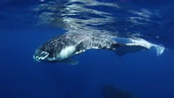 クジラの子牛ザトウクジラは母親や水泳から離れて人々に泳ぎます. — ストック動画