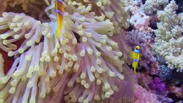 Peixe palhaço laranja nadador em Sea Anemone à noite . — Vídeo de Stock