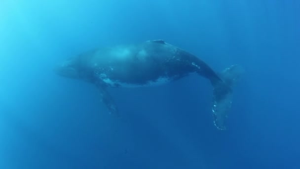 クジラザトウクジラは水中で泳ぐ. — ストック動画