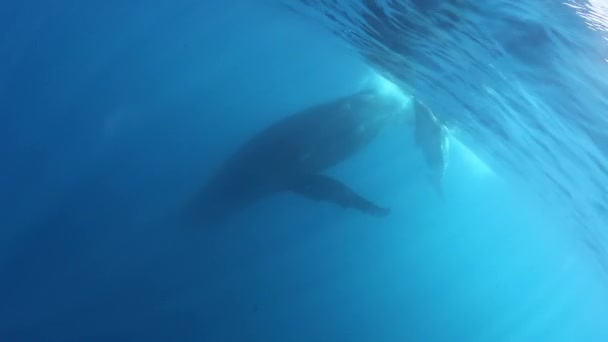 Китовый теленок горбатый плавает с мамой под водой в океане. — стоковое видео