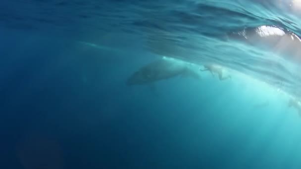 Baleine veau à bosse nage avec maman nage près des gens. — Video