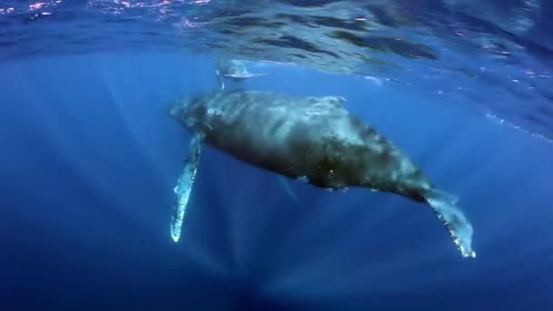 Jovem bezerro de baleia jubarte com mãe subaquática no oceano azul de Roca Partida. — Vídeo de Stock