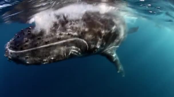 Close-up van bultrug walvis kalf met moeder onderwater oceaan. — Stockvideo