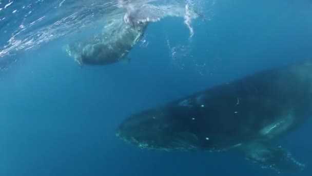 Knölvalar mor och kalv i blått havsvatten. Fantastiska undervattens skytte. — Stockvideo