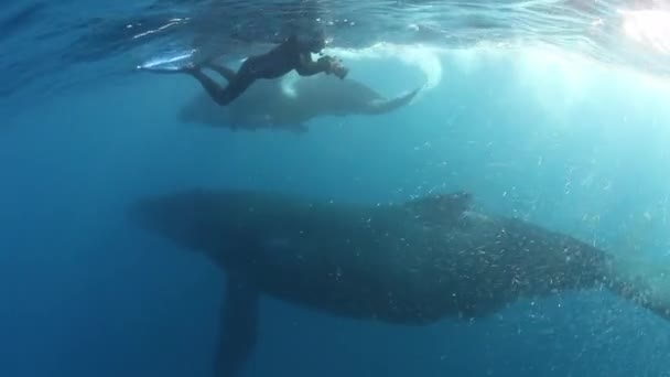 Φάλαινα μοσχάρι Humpback κολυμπά με τη μαμά κολυμπά κοντά στους ανθρώπους. — Αρχείο Βίντεο