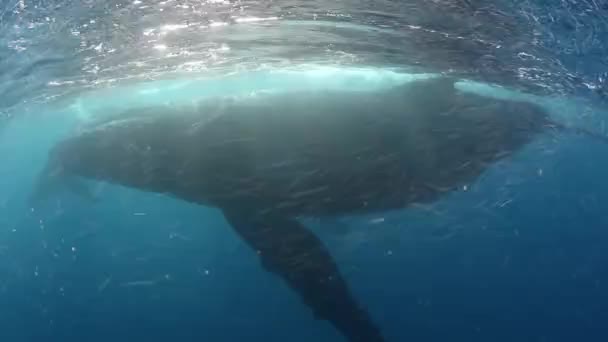 クジラの子牛ザトウクジラは海の中のお母さんと一緒に泳ぐ. — ストック動画