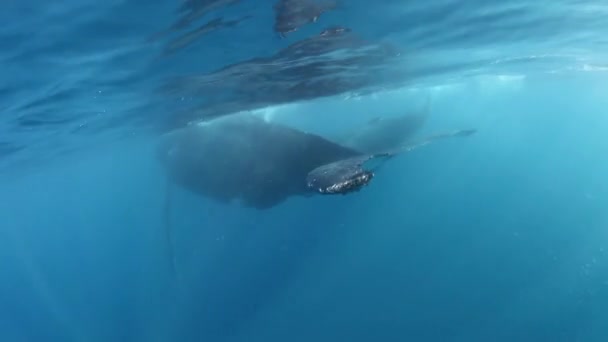 クジラの子牛ザトウクジラは海の中のお母さんと一緒に泳ぐ. — ストック動画