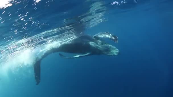 Whale calf Humpback poses and turns over underwater in ocean. — Stock Video