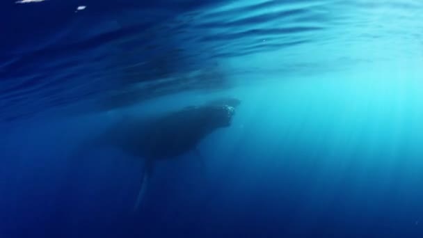 Becerro ballena jorobada con madre en reflejo de rayos de sol océano submarino. — Vídeo de stock