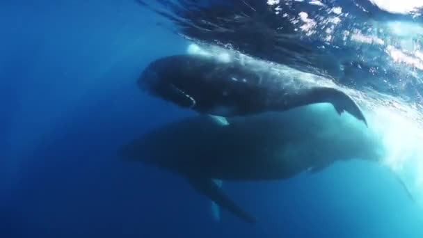 海の水中で母と子牛のザトウクジラの近くのカメラで手. — ストック動画