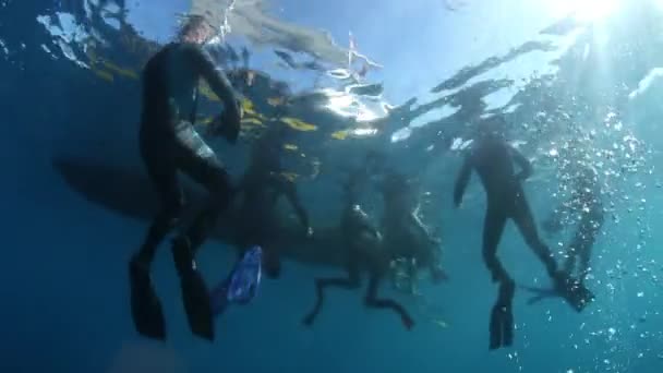 Dykare nära kalvknölval under vatten i Stilla havet. — Stockvideo