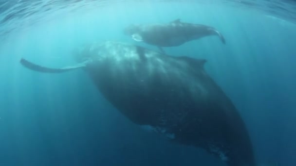 I subacquei nuotano vicino alla gobba del vitello con madre sott'acqua nell'Oceano Indiano. — Video Stock