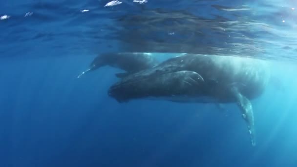 Fiatal púpos bálna borjú anyával a víz alatt Roca Partida kék óceánjában. — Stock videók