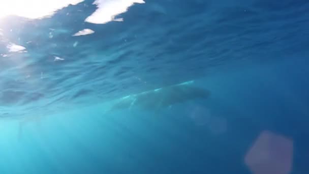 Becerro ballena jorobada con madre en rayos de sol océano submarino. — Vídeo de stock