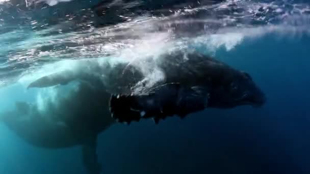 Idilio familiar de ballena jorobada ternera con madre océano submarino. — Vídeo de stock