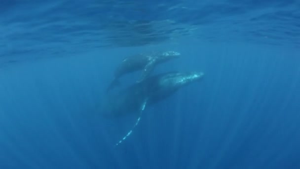 Bultrug walvis kalf met moeder in zonlicht onderwater oceaan. — Stockvideo