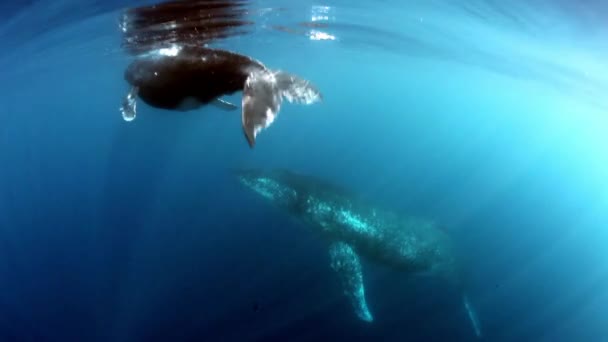 Hrbatá velryba tele s matkou na slunci v blízkosti vodní hladiny oceánu. — Stock video