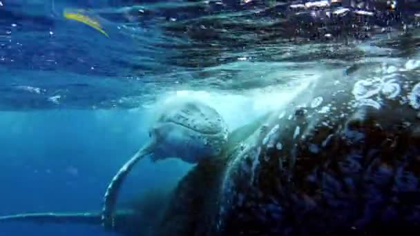Крупный план горбатого кита с матерью под водой в Индийском океане. — стоковое видео