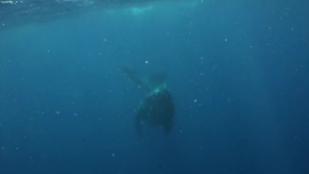Ballena emerge a la superficie del Océano Pacífico. — Vídeo de stock