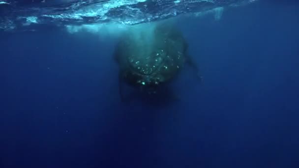 Ballena jorobada bajo el agua cerca de la superficie del océano Pacífico. — Vídeo de stock