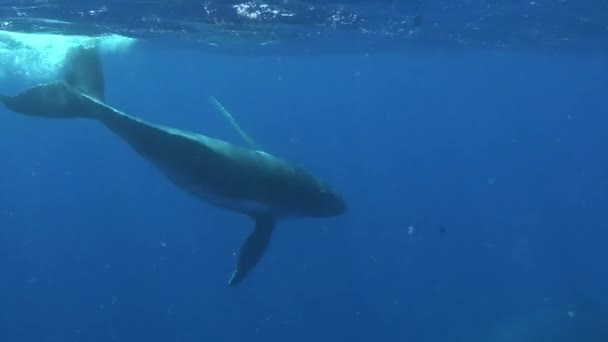 Молодой горбатый кит с коровьим китом под водой в Тихом океане. — стоковое видео