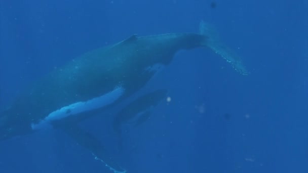 Νεαρό μοσχάρι φάλαινας που κρύβεται κάτω από τη μητέρα του κάτω από το νερό στον Ειρηνικό Ωκεανό. — Αρχείο Βίντεο