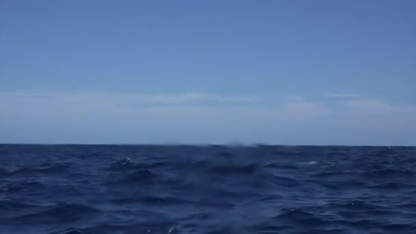 Кит вийшов з води океану . — стокове відео