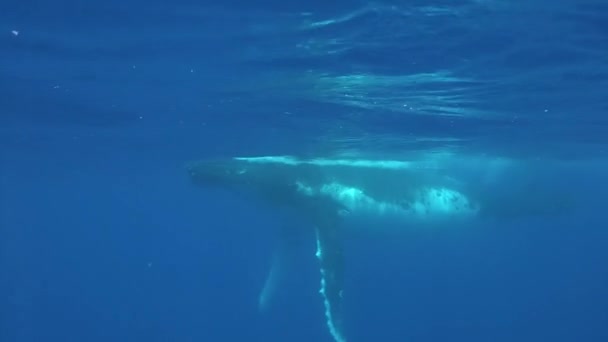 Βουβάλι φάλαινας με φάλαινα κάτω από το νερό στον Ειρηνικό Ωκεανό. — Αρχείο Βίντεο