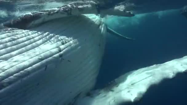 Zbliżenie humbak wieloryb matka i cielę pod wodą w Oceanie Spokojnym. — Wideo stockowe