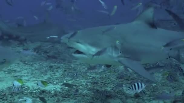 Krmení žraloků z rukou potápěče pod mořem Tonga. — Stock video
