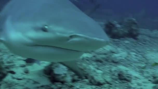 Κοντινό πλάνο καρχαρία στον υποβρύχιο ωκεανό της Τόνγκα. — Αρχείο Βίντεο