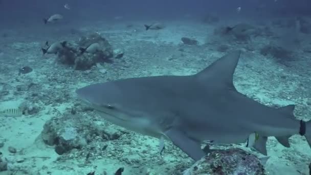 Haaien op school van vissen onderwater oceaan van Tonga. — Stockvideo